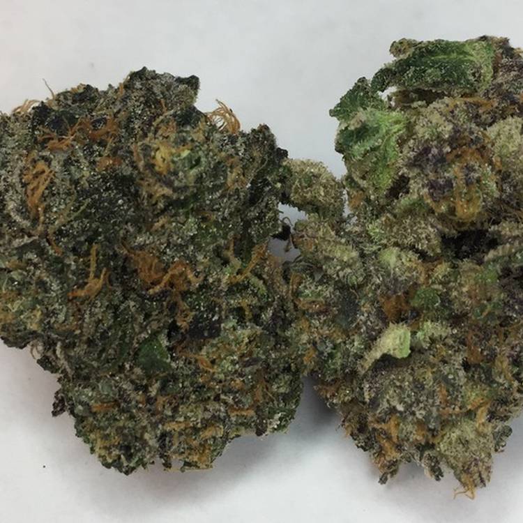 Sherbert -  - Hybrid