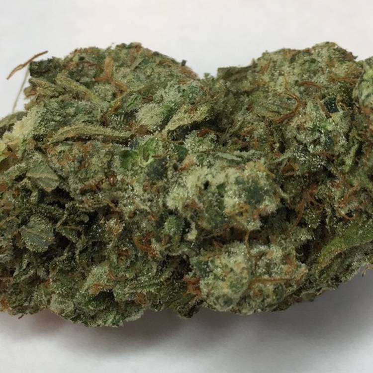 White Lotus -  - Hybrid