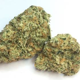 Cactus Cooler -  - Sativa