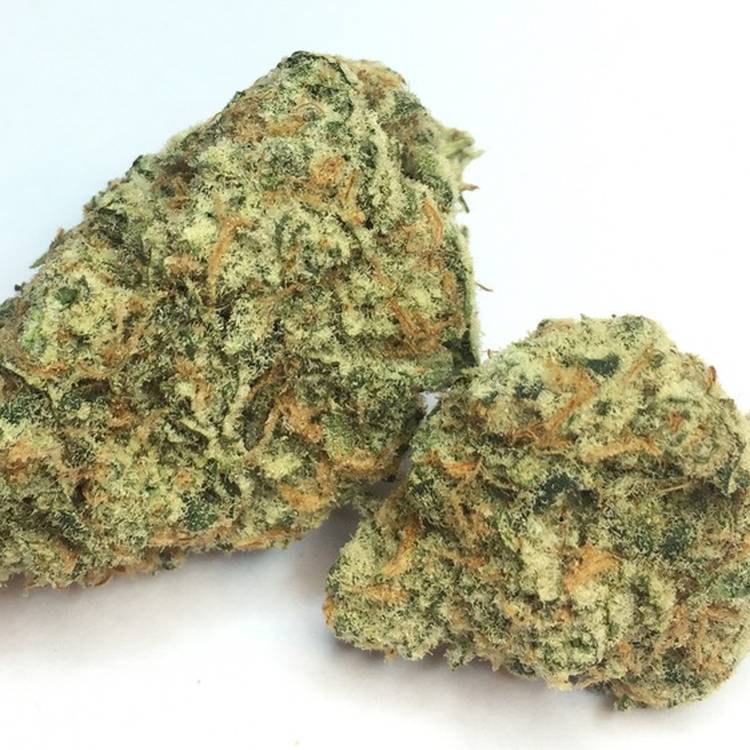 Cactus Cooler -  - Sativa