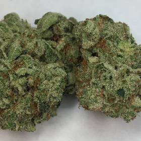 White Gorilla -  - Hybrid