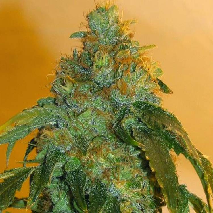 Orange Kush