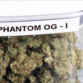 Phantom OG strain image
