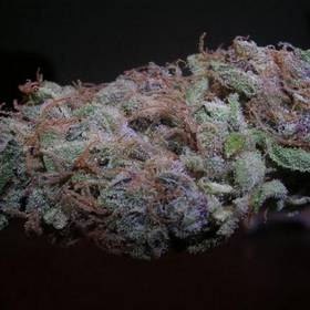 Purple Diesel