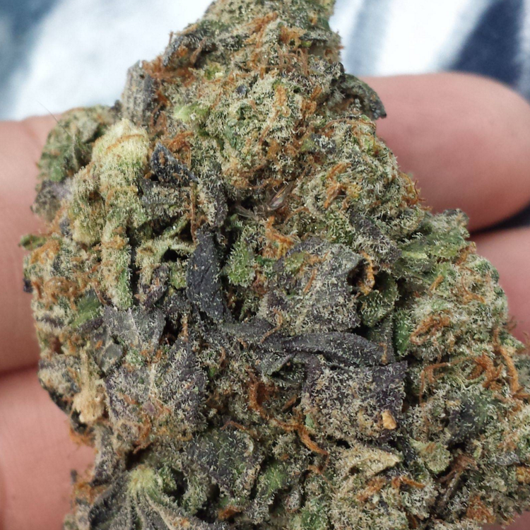 Purple Diesel