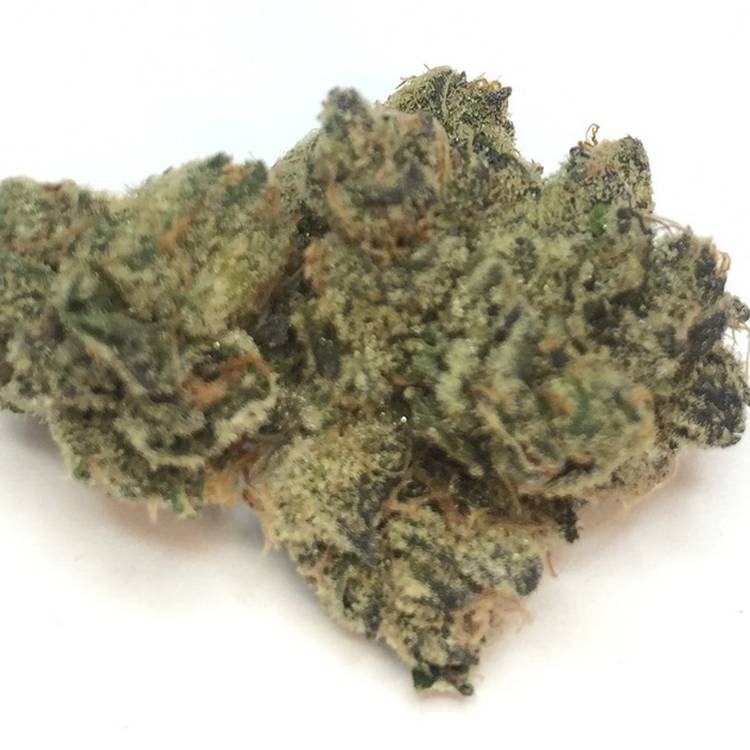 Girl Scout Cookies -  - Hybrid