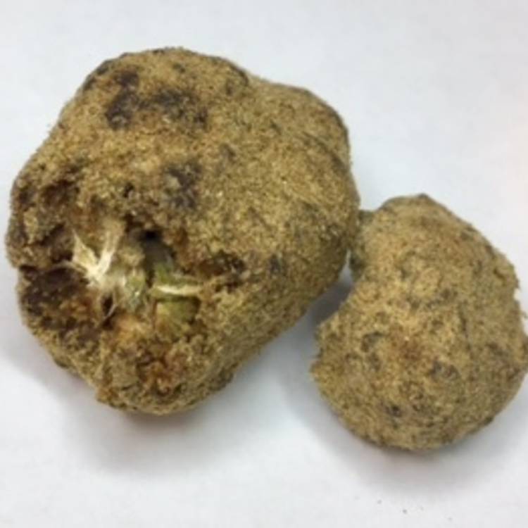 Moon Rocks - Available in Girl scout cookie, Bubblegum, and O.G. Kush Bud dipped in oil then rolled in kief.   - Concent
