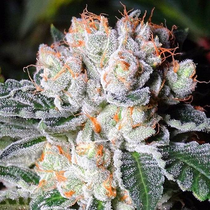 Black Jack - Strain Information - CannaConnection