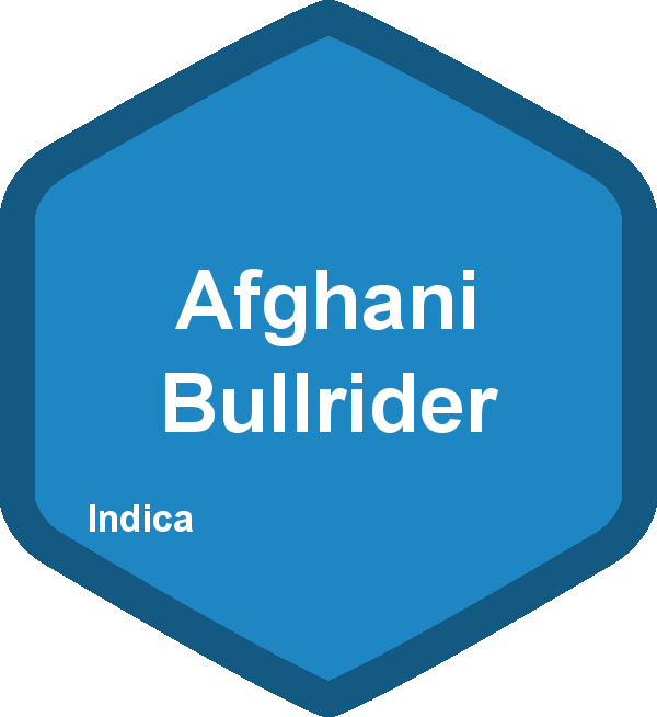 Afghani Bullrider