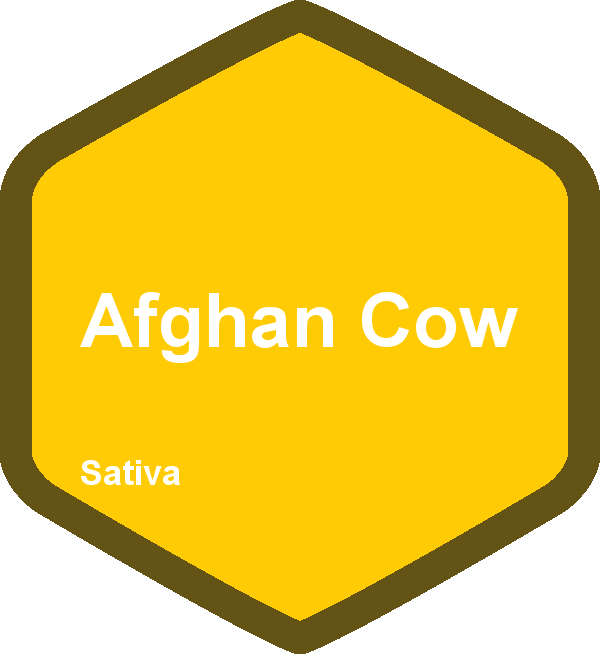 Afghan Cow