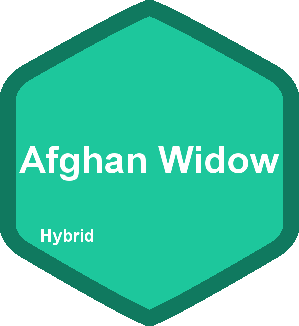 Afghan Widow
