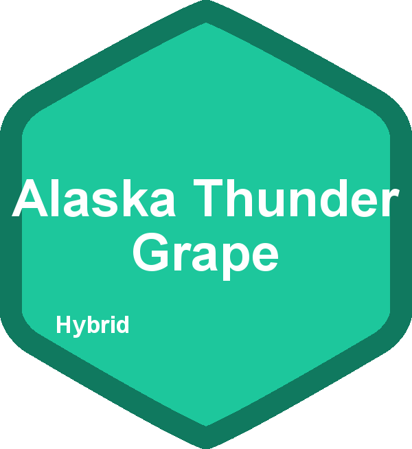 Alaska Thunder Grape