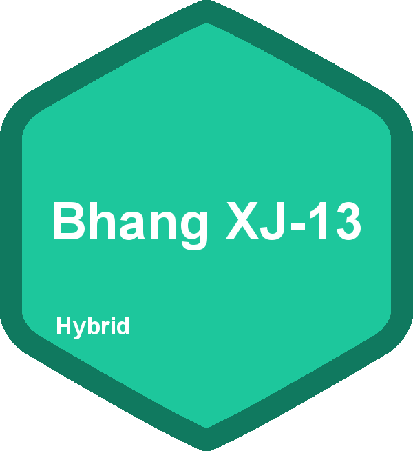 Bhang XJ-13