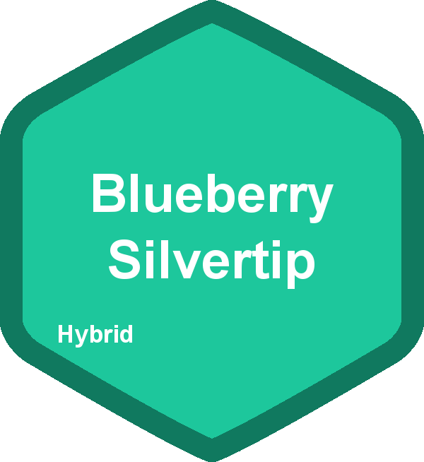 Blueberry Silvertip