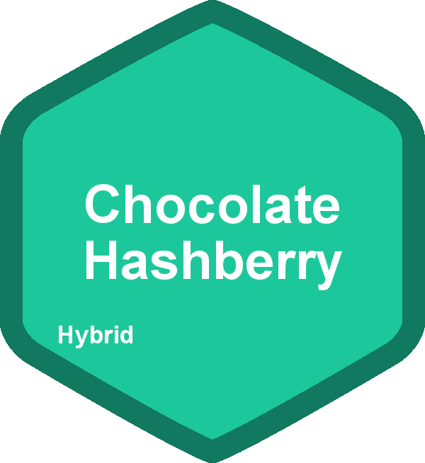 Chocolate Hashberry