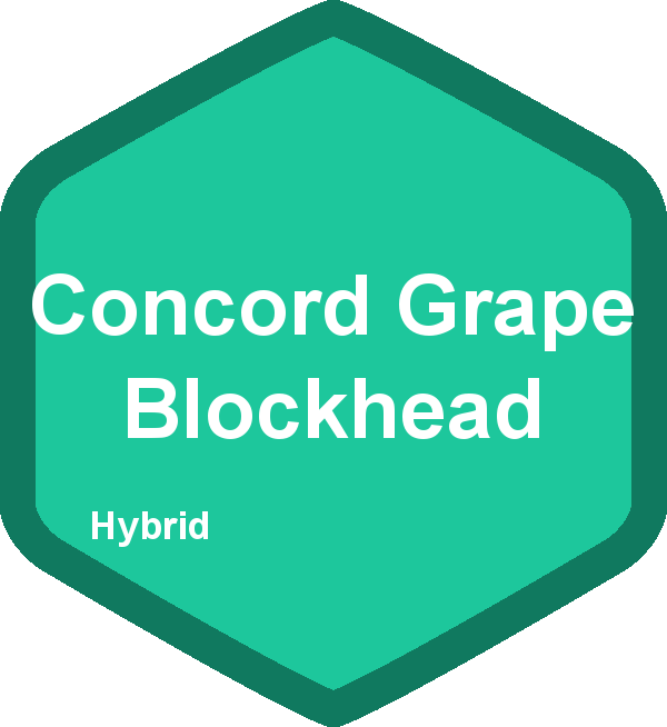Concord Grape Blockhead