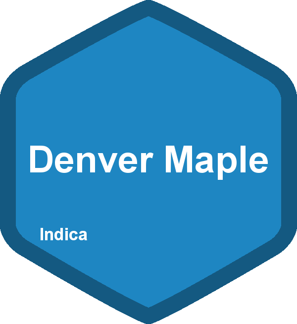 Denver Maple