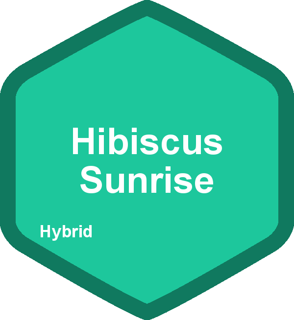 Hibiscus Sunrise