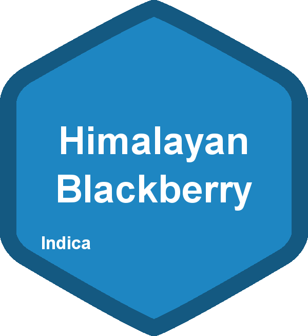 Himalayan Blackberry