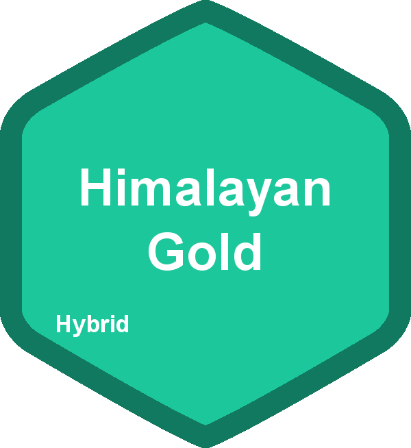 Himalayan Gold