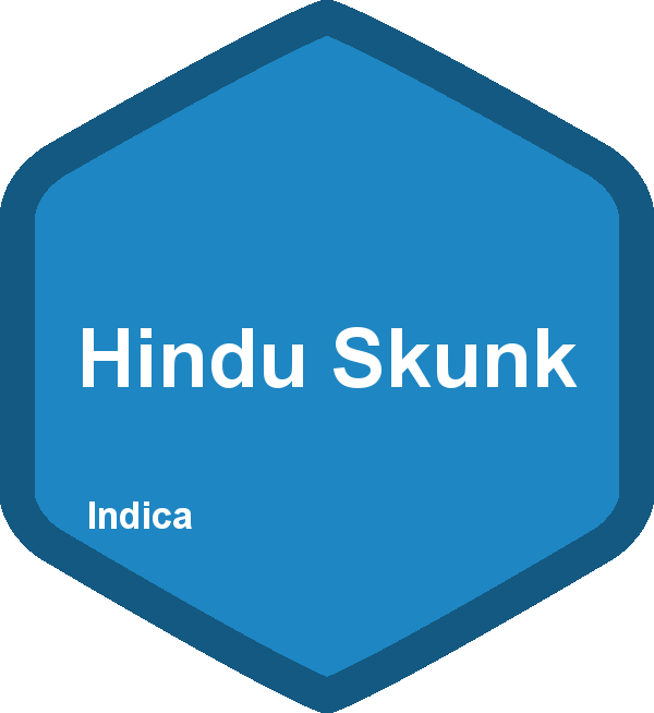 Hindu Skunk