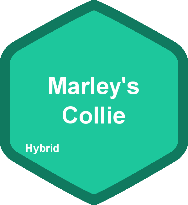 Marley's Collie