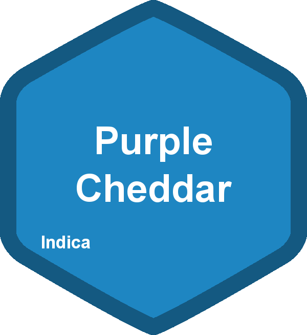 Purple Cheddar