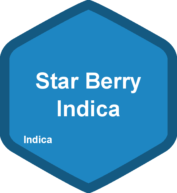 Star Berry Indica