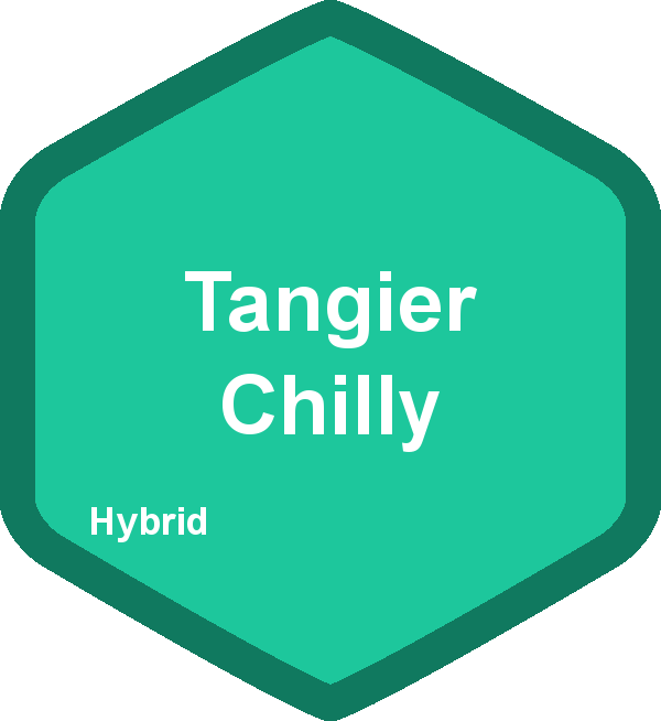 Tangier Chilly