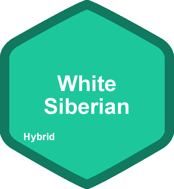 White Siberian