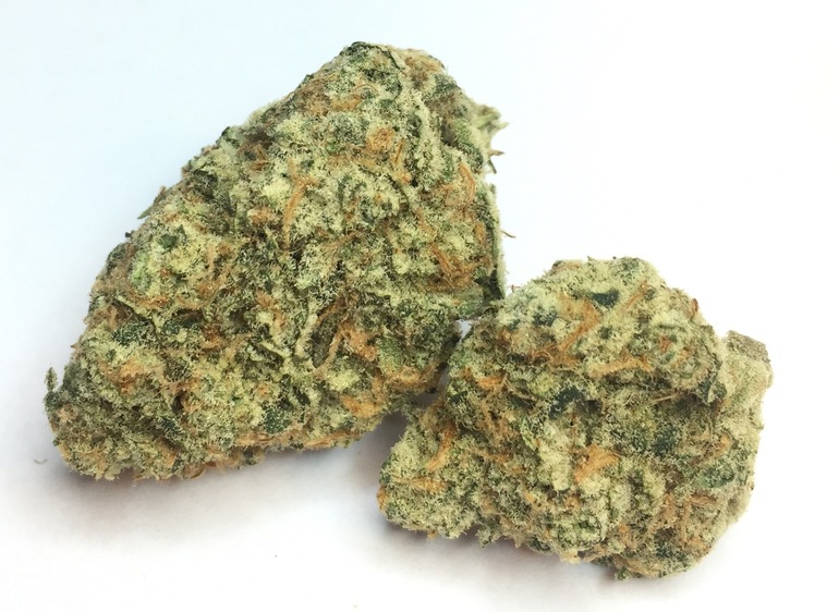 Cactus Cooler -  - Sativa