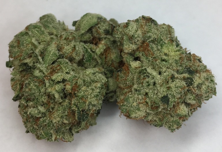 White Gorilla -  - Hybrid