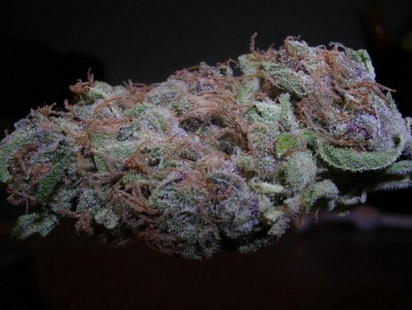 Purple Diesel