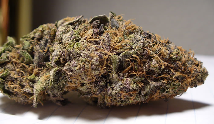 Purple Diesel