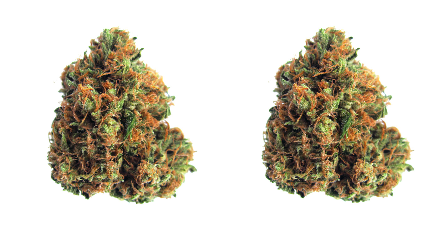 King Louis XIII - Strain Information -  - Strain  Information